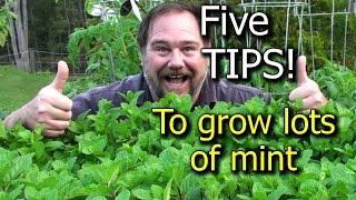 5 Tips How to Grow a Ton of Mint in one Container or Garden Bed