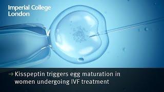 Kisspeptin triggers egg maturation in women undergoing IVF treatment