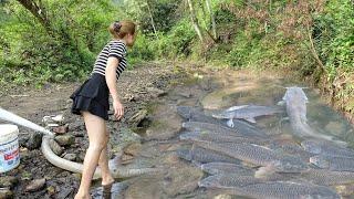 Videos Fishing - The Girl Use a Pump To Suck Water Outside Of The Lake - Harvesting Many Big Fish