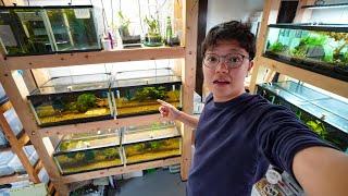 Maintaining my fish tanks. Fish Room Vlog