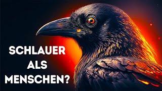 Krähen sind nicht nur schlau, sie sind beängstigend schlau