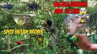 ADVENTURE MIKAT BURUNG SENDIRI DI HUTAN TROPIS SUMATERA POIN BURUNG MEWAH SEMUA