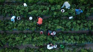 Small farmers are the heart and soul of California agriculture