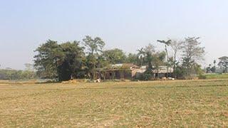 Bangladeshi Natural Village Life - Sylhet - Daily Village Life