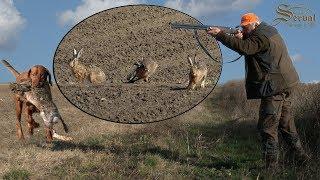 Hare hunting in Backa Palanka 2017. - Lov na zeca - Chasse au lièvre