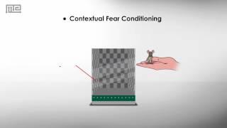 Fear Conditioning Chamber