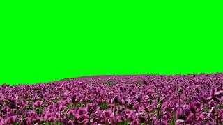 Beautiful Flowers Garden Green Screen Background Footage HD || No copyright