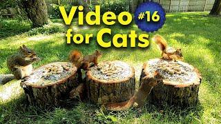 TV for Cats | Backyard Squirrel Watching | Video 16