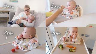 WHAT MY 6 MONTH OLD EATS IN A DAY | MILK PUREES AND FINGER FOOD FEEDING ROUTINE | ellie polly