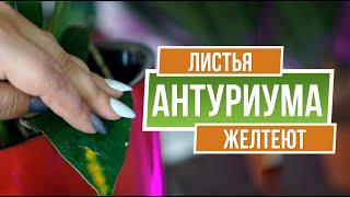 Желтеют Листья Антуриума ️ Чем Болеет Антуриум ️ Советы от  garden zoo