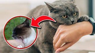 STOP Cat Biting: “5 Secrets” I Wish I'd Known Earlier To Stop My Cat From Biting [UPDATED]