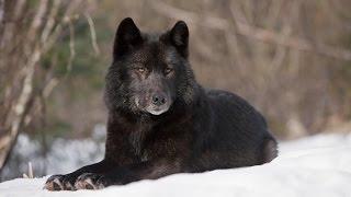 Восхождение чёрного волка 'National Geographic HD 2017'