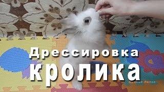 Дрессировка кролика командам "Ко мне", "Стойка", "Кружись". Часть 1 Training rabbit