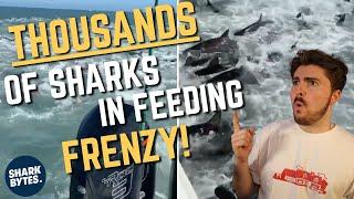 INSANE Shark Viral Videos!