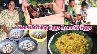 கோழி முட்டை அடை வைத்தல் முதல் பொறித்தல் வரை || Arisi paruppu Sadham | Egg Paniyaram Roast | Hen Vlog