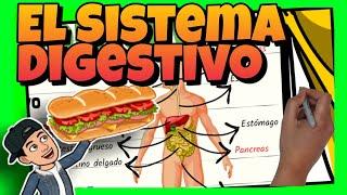  El SISTEMA DIGESTIVO del CUERPO HUMANO para NIÑOS de PRIMARIA