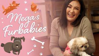 MEGA  Furbabies | The Sharon Cuneta Show