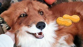 Alf the Fox eating peanuts  Лис Альф ест арахис