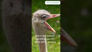 The ScaryThings About Flightless Birds:Ostrich#shorts