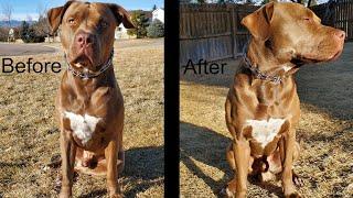 Bully Max Before and after | 30 day review