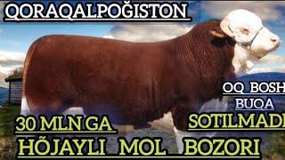 13-fevral Oq bosh buqalar, boqilgan xòkizlar ,sarkalar , qõy qòzilar, echki  uloqlar, cow, big cow