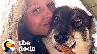 Stray Dog Won't Stop Following Tourist | The Dodo