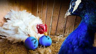 We Tricked Our Hens to Hatch Peacock Eggs… but something went wrong