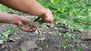 pelintiran lanjutan bahan bonsai sancang