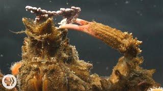 Decorator Crabs Make High Fashion at Low Tide | Deep Look