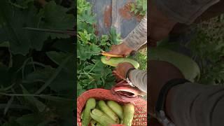 Many Wax gourd #cutting #foodie #vegetables #waxgourd #vegetable #foodporn #food #nature #green