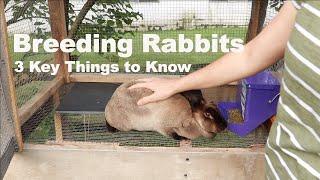 Breeding Rabbits - 3 main things to know when breeding your rabbits.