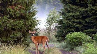 Naturfotografie aus Finnland