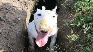 English Bull Terrier are super FUNNY and CUTE ! TRY NOT TO LAUGH