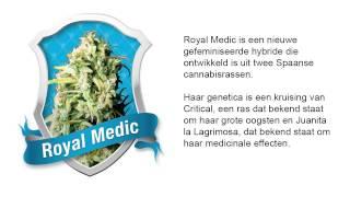 Royal Medic  (Medicinaal)  *Royal Queen Seeds*