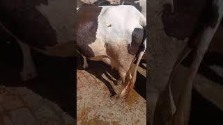 Hf Breed Cow For Available In Dairy Farm