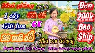 9/3 Mai vàng giá rẻ ️0353832312 Nhibạch mai đọt Hồng combo 200k bao ship