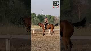 Beautiful Morning workout #horse #lahoreraceclub #shorts