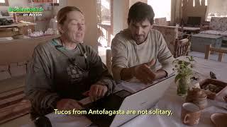 Tuco-Tucos, a subterranean society