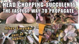 HEAD CHOPPING OR BEHEADING IS THE FASTEST AND QUICKEST WAY TO PROPAGATE SUCCULENTS | Succulents