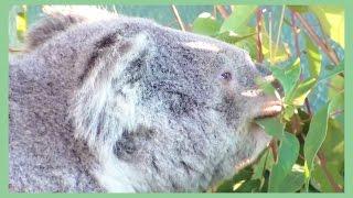 Cute & funny Koala bear Wild Life Sydney Australia