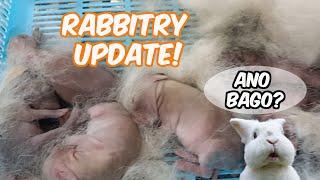 Rabbit Farming | Rabbitry Update