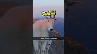 The most polite mountain goat EVER ️ #shorts