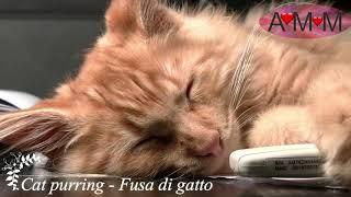 FUSA DI GATTO REALI - PURRING CAT - per Rilassarsi e per Dormire