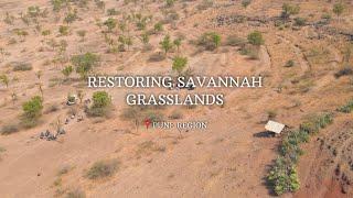 Restoring Savannah Grasslands | Pune Region