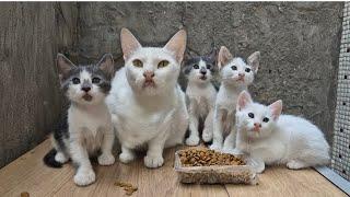 Incredibly cute white cat family.