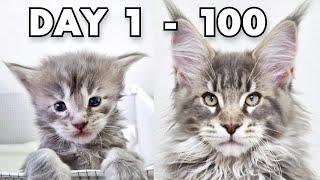 Maine Coon Kittens Growing Up | First 100 Days Of Their Lives!