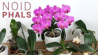 My NOID Phalaenopsis Hybrid Collection - Meet The Divas!