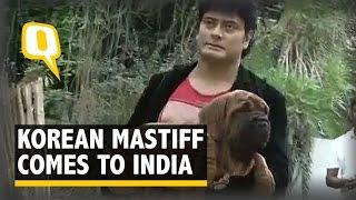 A Rare Dog Breed Costlier Than a BMW Comes to India