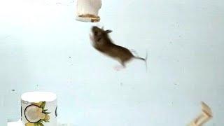 Mouse must jump for food