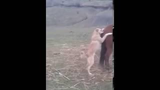 Dog Fuck Horse || hahah what a Kick Horse Kick a Dog Must Wach